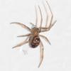 Steatoda grossa